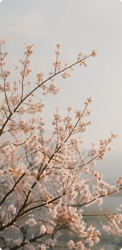Cerejeira em flor na primavera.